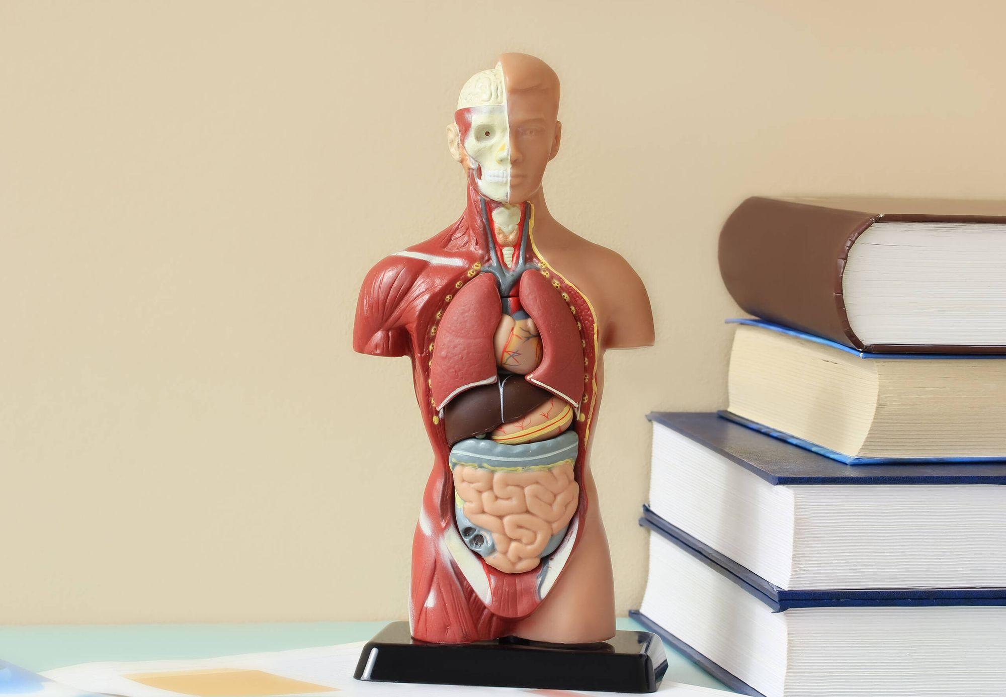 Human Biology